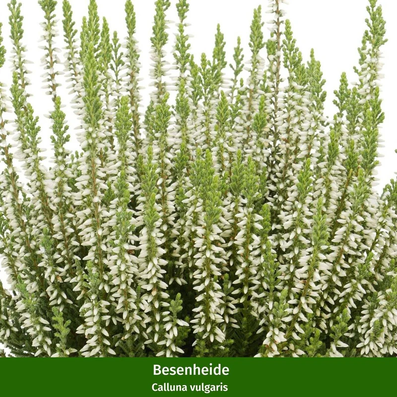 Balkonblumen "Alpenherbst"