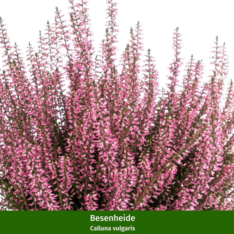 Balkonblumen "Alpenherbst"
