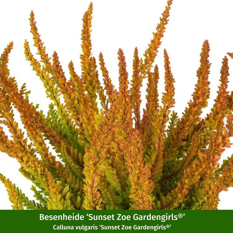 Balkonblumen "Bunter Herbst"