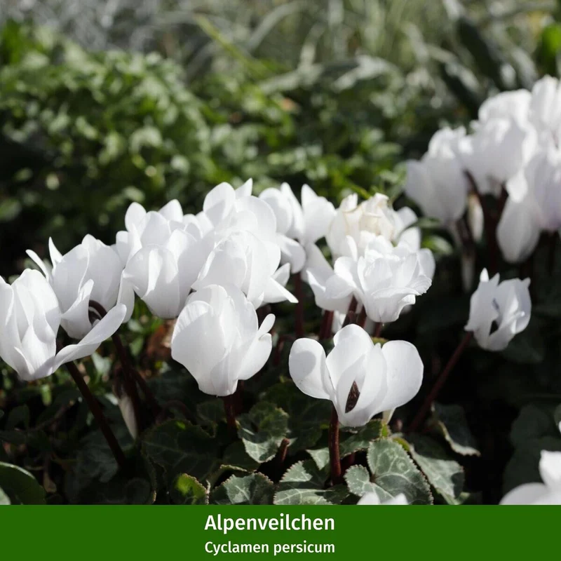 Balkonblumen "Bunter Herbst"