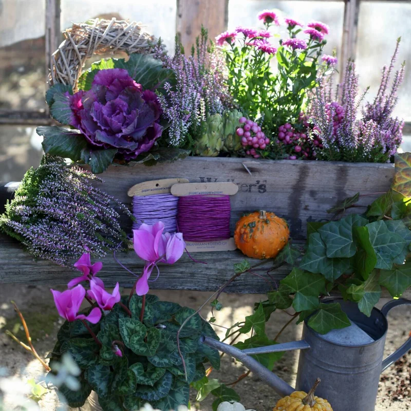 Balkonblumen "Herbstvielfalt"