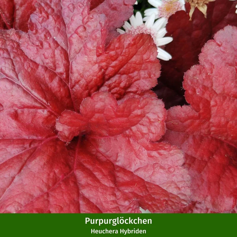 Grabbepflanzung "Herbstlicher Mix"
