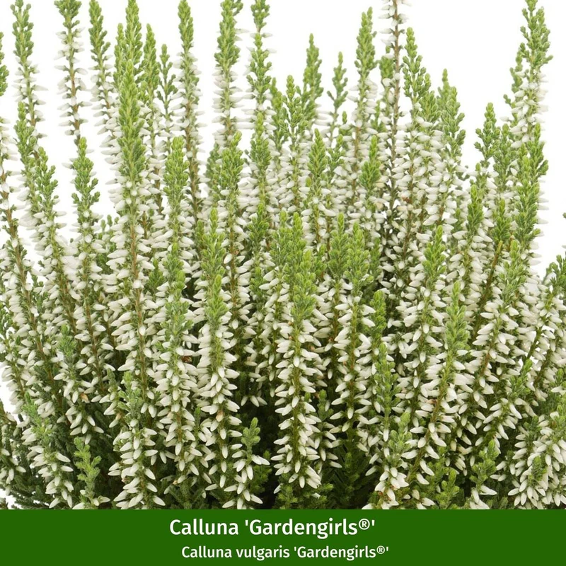 Grabbepflanzung "Herbstlicher Mix"