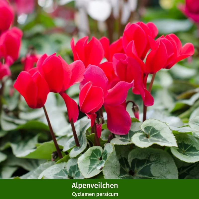 Grabbepflanzung "Herbstlicher Mix"