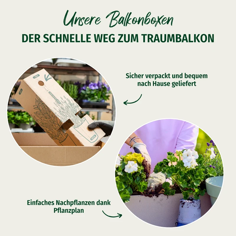 Balkonblumen "Herbstwunder"
