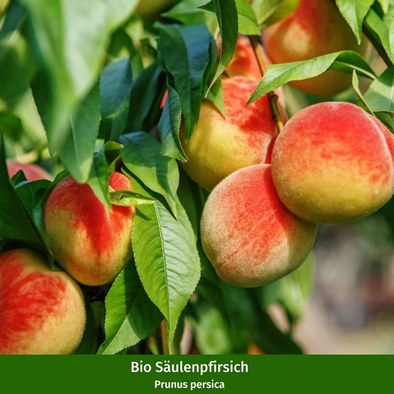 Pflanzen-Set “Fruchtvielfalt im Garten“