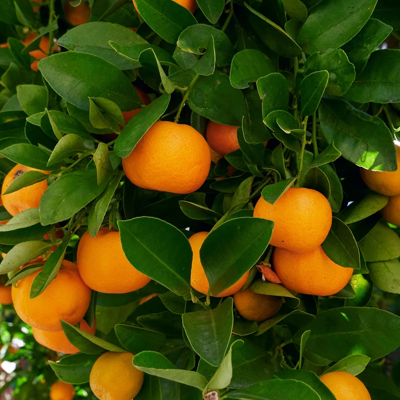 Calamondin