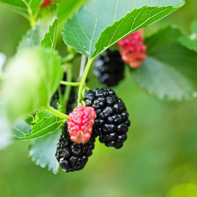 Maulbeere 'Mulle'