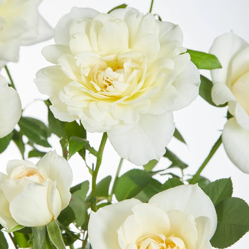 Duftende Kletterrosen Mischung (x3)