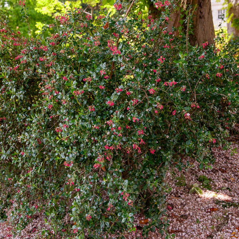 Escallonia Donard Seedling