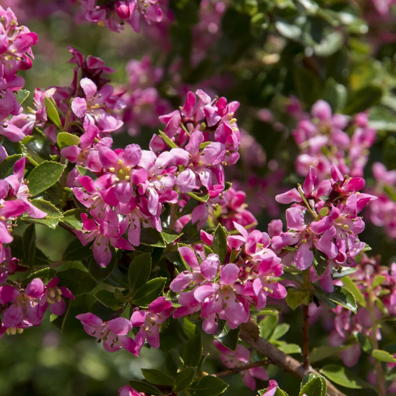 Escallonia Donard Seedling