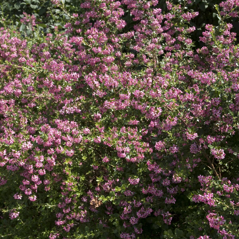 Escallonia Donard Seedling