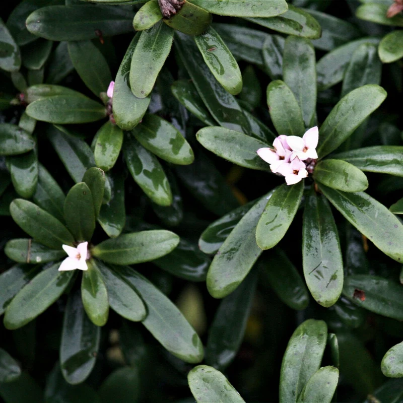 Seidelbast ‘Eternal Fragrance’