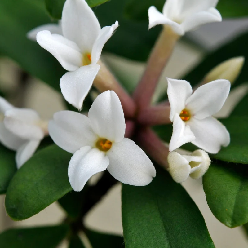 Seidelbast ‘Eternal Fragrance’