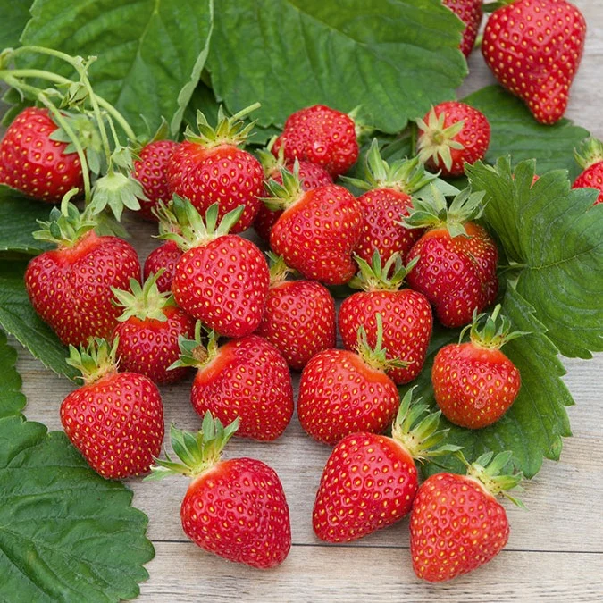 Erdbeere ‘Rubis des Jardins’