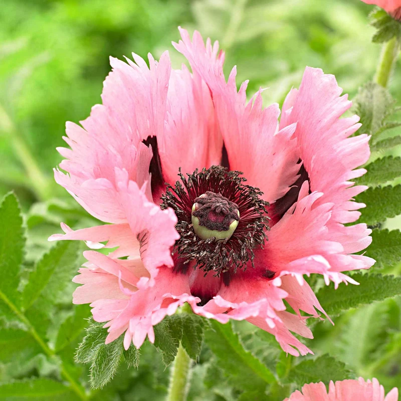 Orientalischer Mohn 'Pink Perfection' (x2)