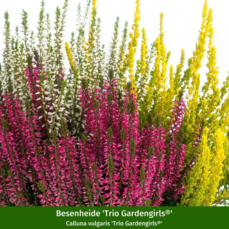 Balkonblumen "Herbstharmonie"