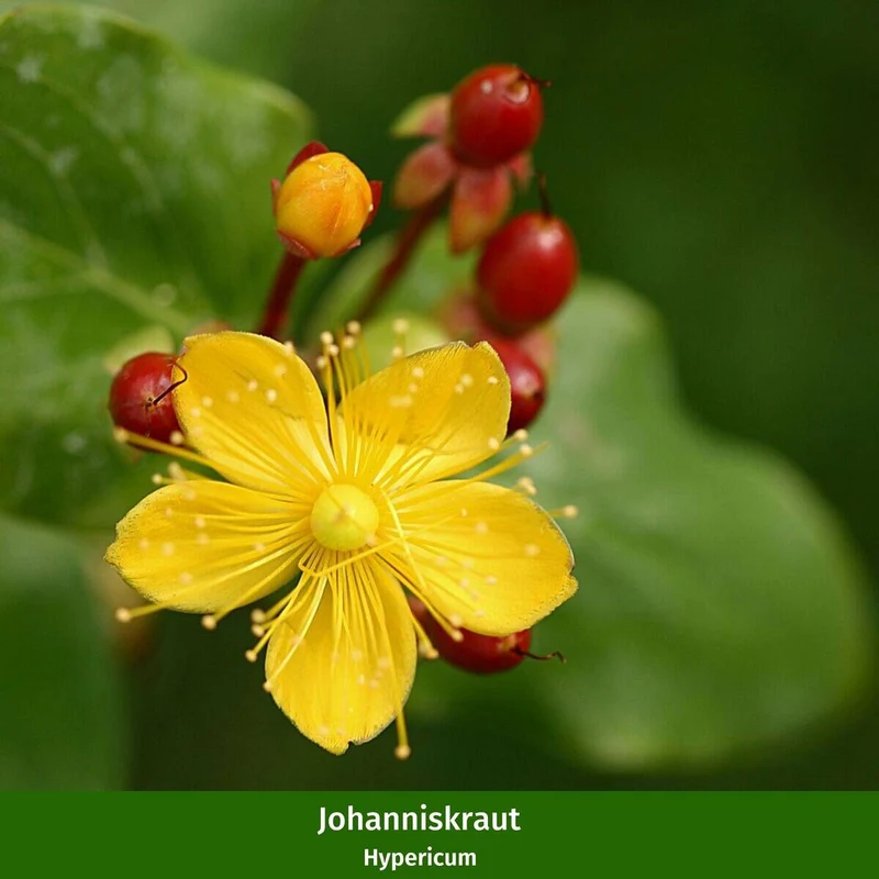 Balkonblumen "Herbstliches Blattspiel"