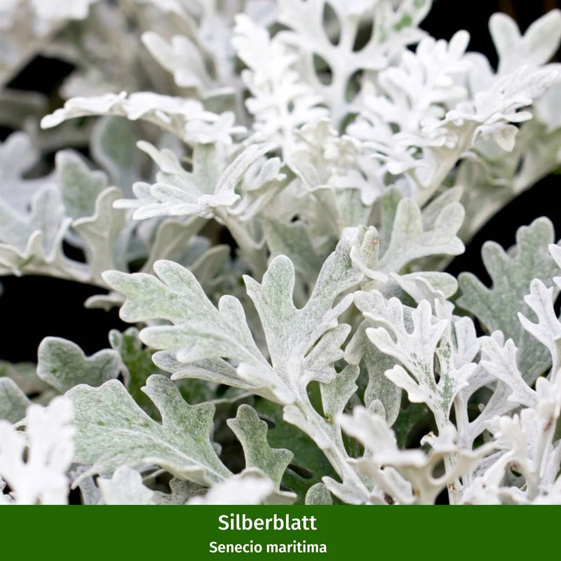 Balkonblumen "Gelber Herbstgruß"