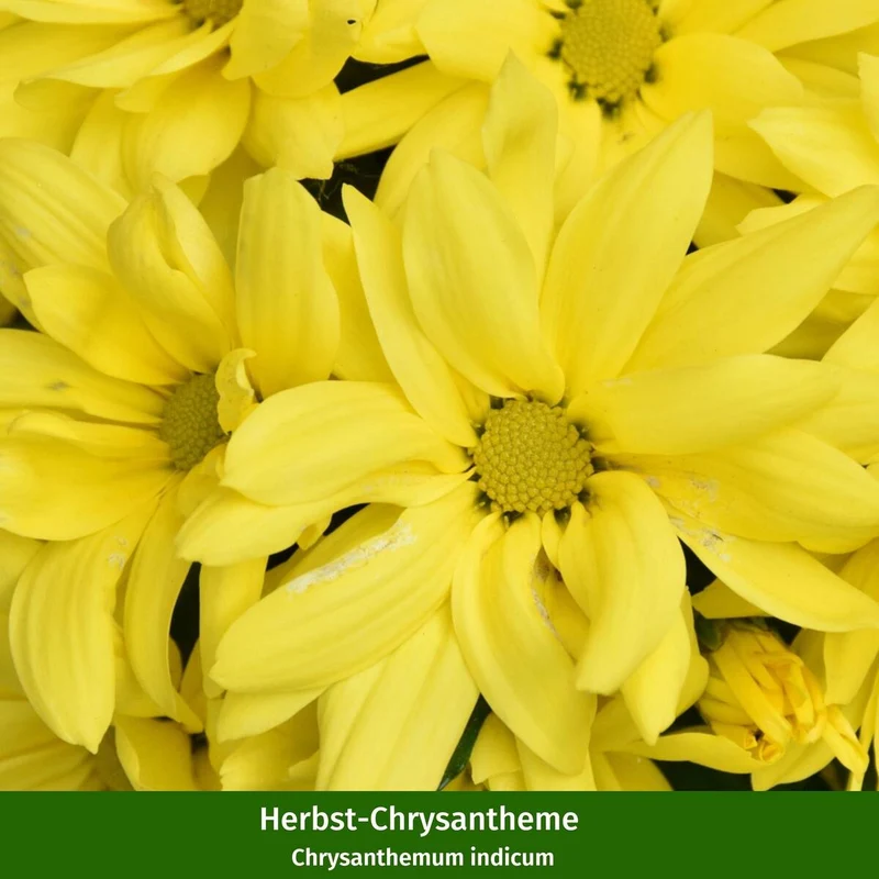 Balkonblumen "Gelber Herbstgruß"