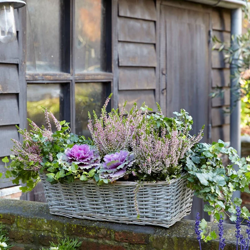 Balkonblumen "Herbst Trio"