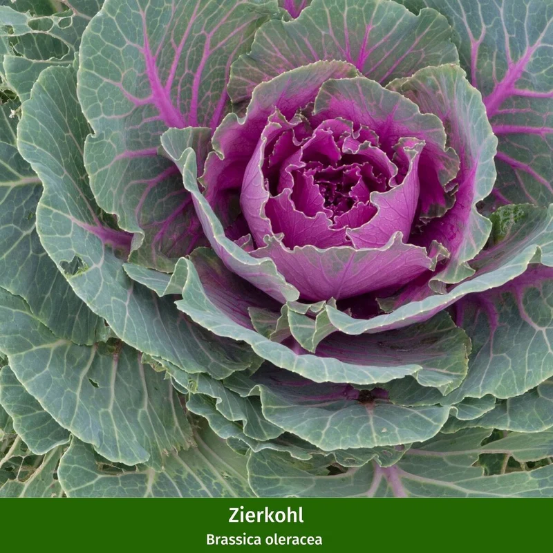 Balkonblumen "Herbst Trio"
