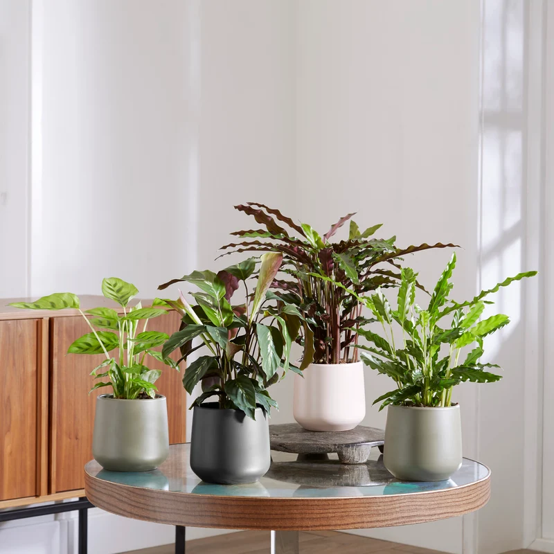 Calathea Mischung (x4)