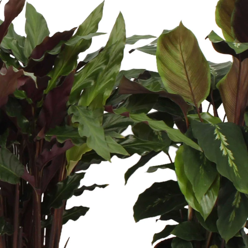 Calathea Mischung (x4)