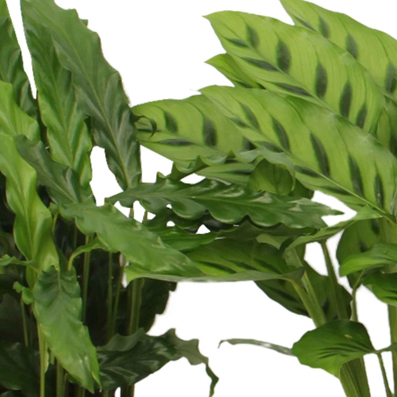 Calathea Mischung (x4)