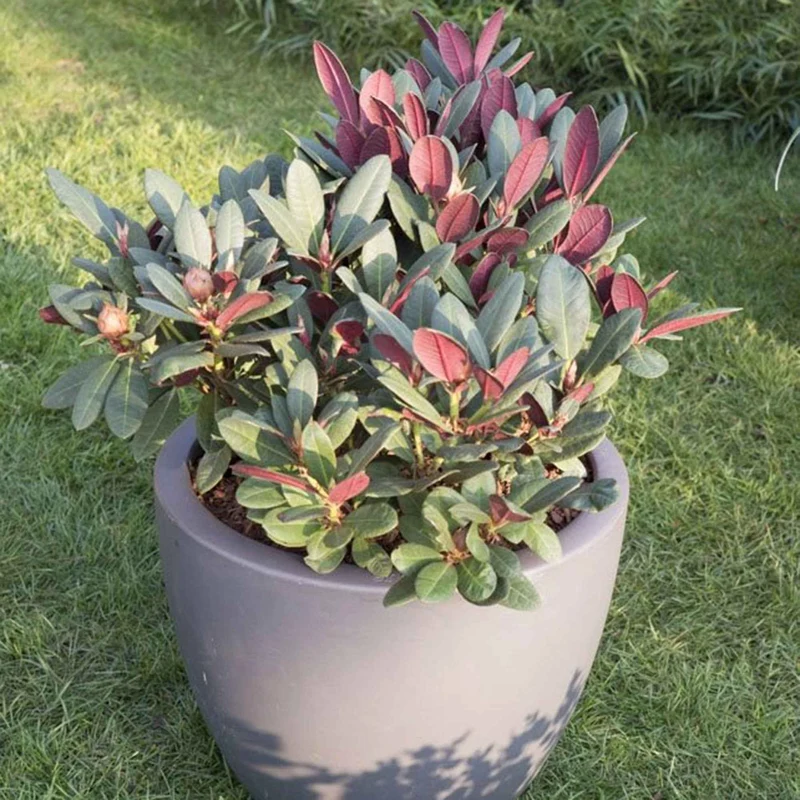Rhododendron 'Wine & Roses'
