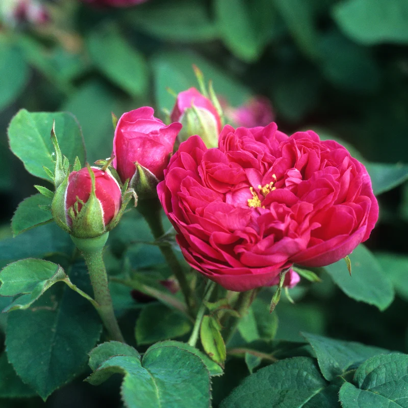 Historische Rose 'Rose de Rescht'
