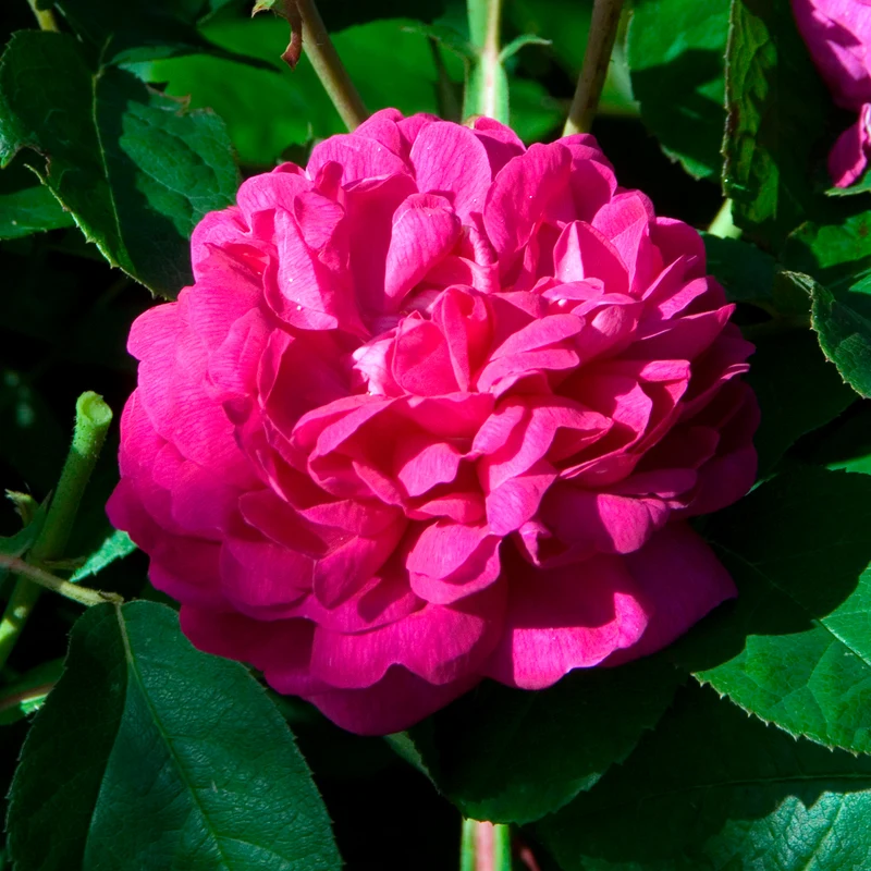 Historische Rose 'Rose de Rescht'