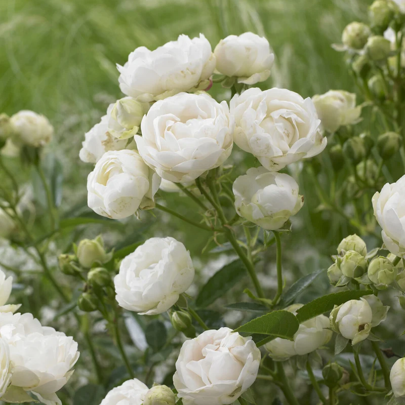 Muttertagsrose weiß
