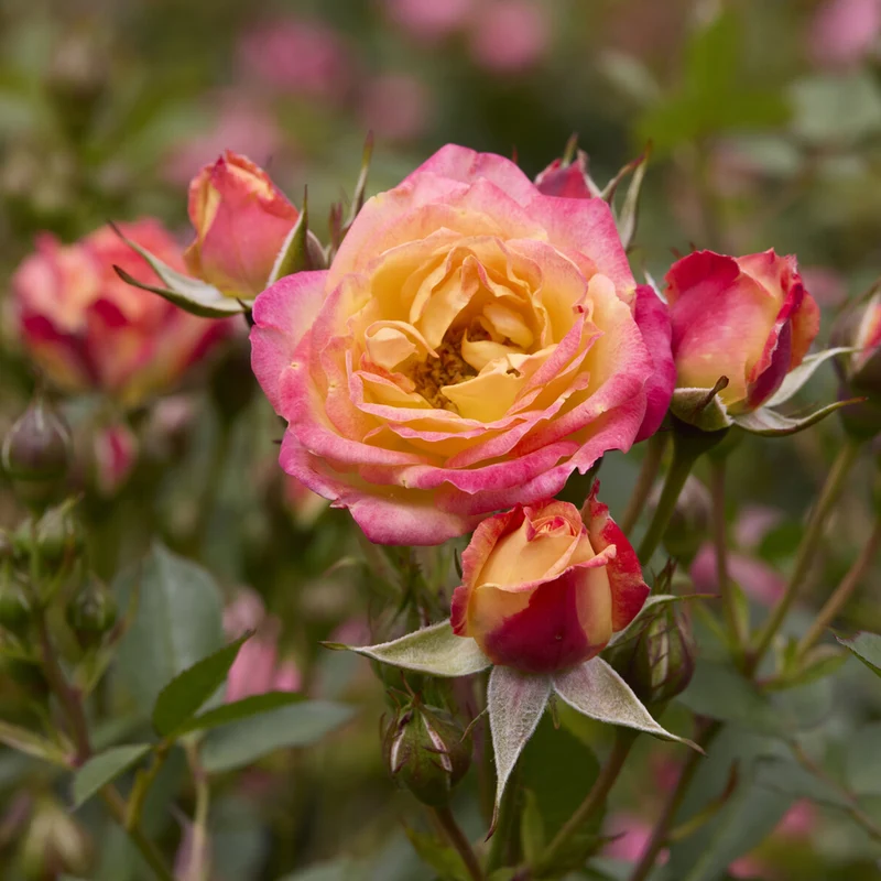 Zwergrose Little Sunset®