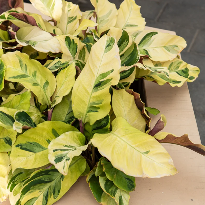 Korbmarante ‘Yellow Fusion’