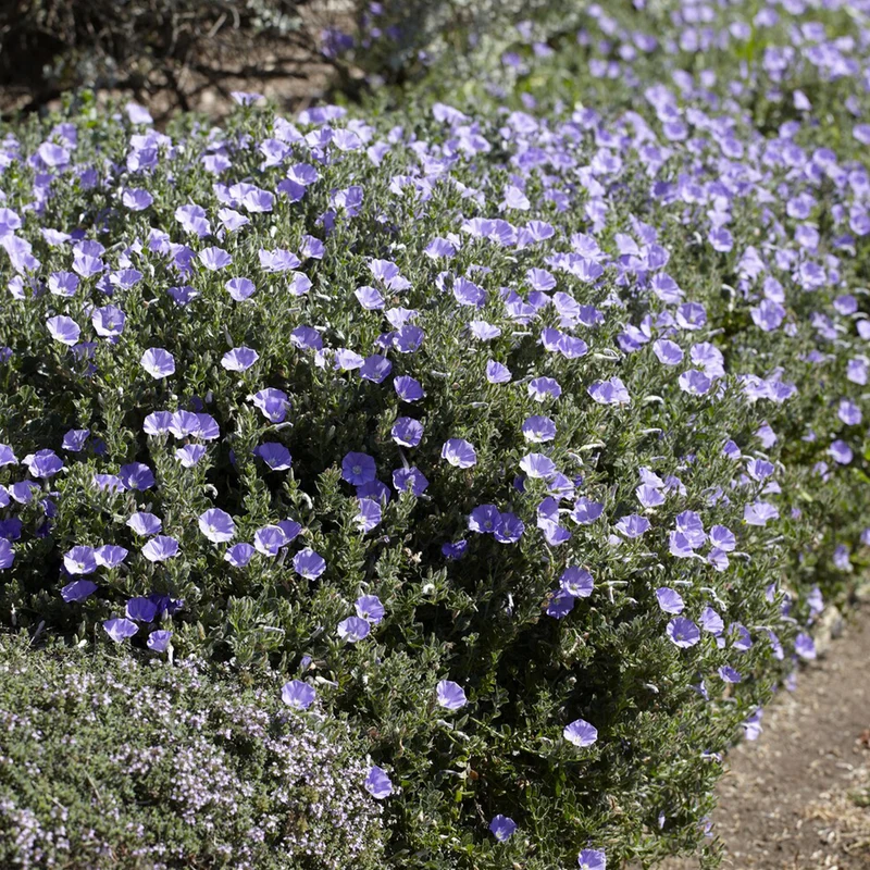Mauretanische Winde ‘Compacta’