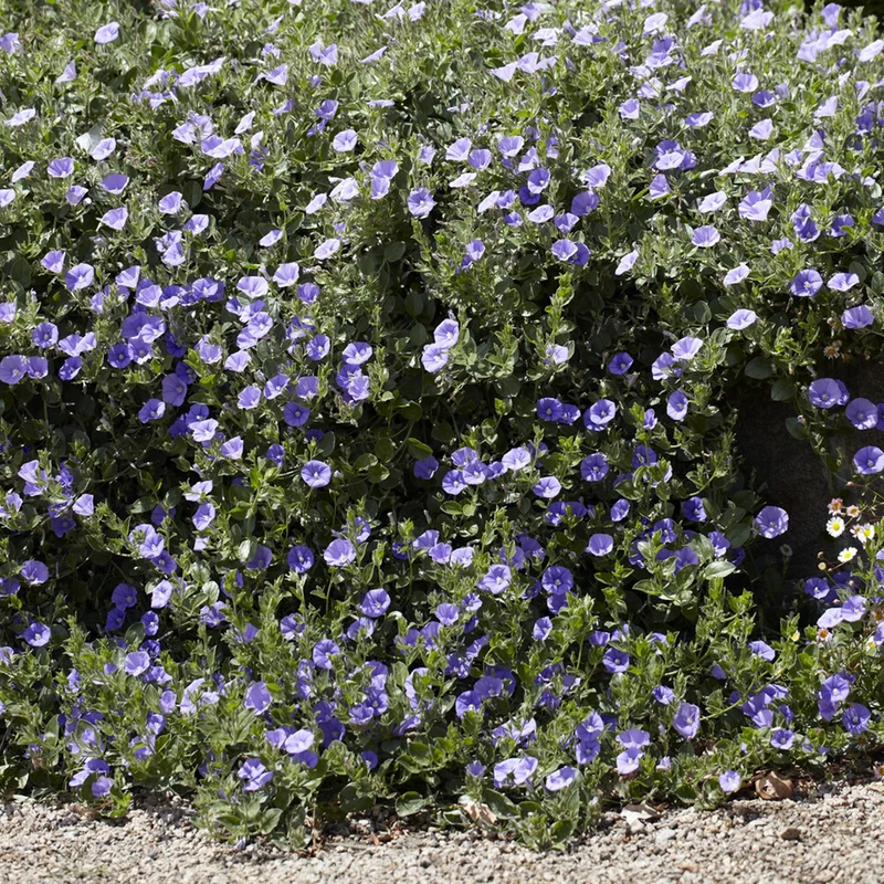 Mauretanische Winde ‘Compacta’