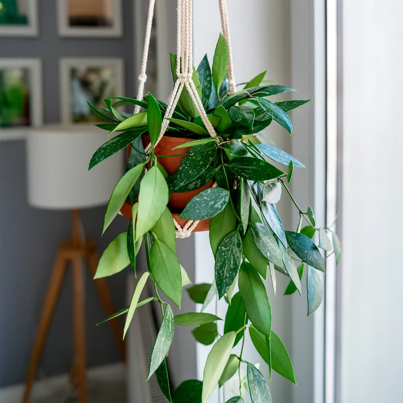 Hoya ‘Gracilis’