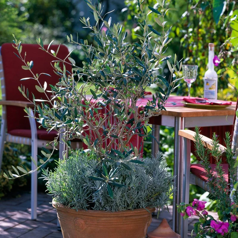 Pflanzen-Set "Olivengarten"