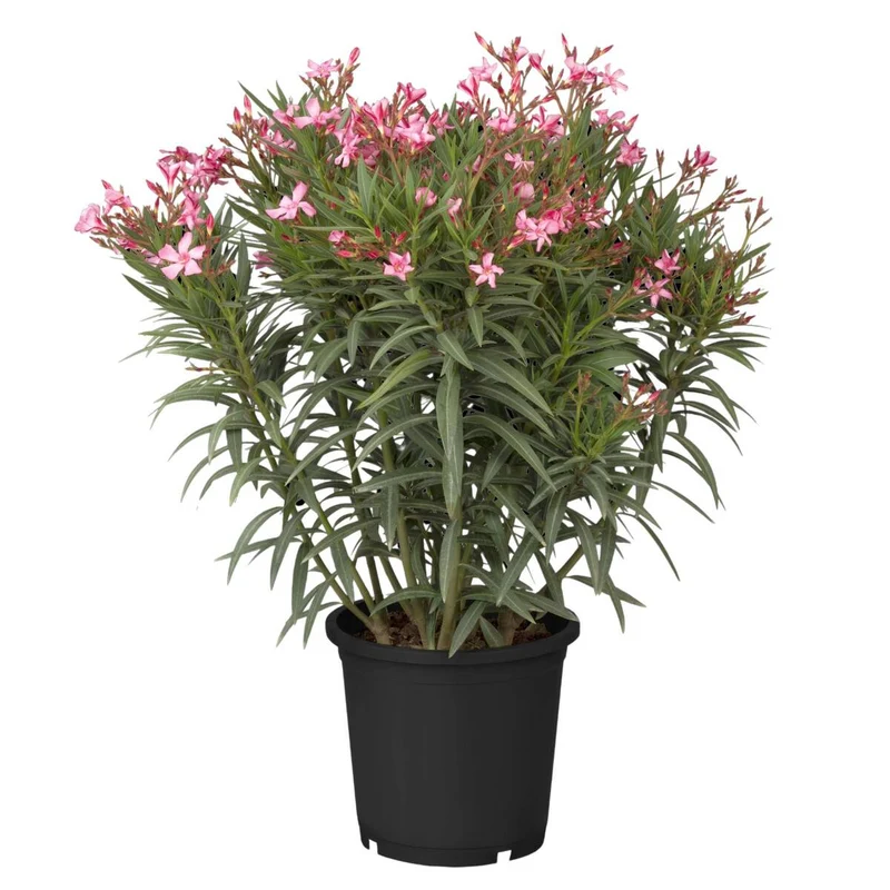 Mediterraner Balkon, 8 Pflanzen