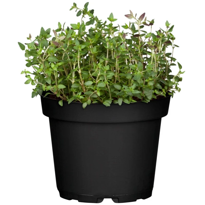 Mediterraner Balkon, 8 Pflanzen