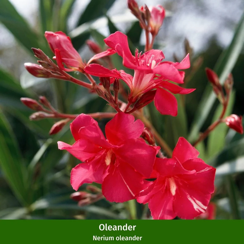Oleander-Duo
