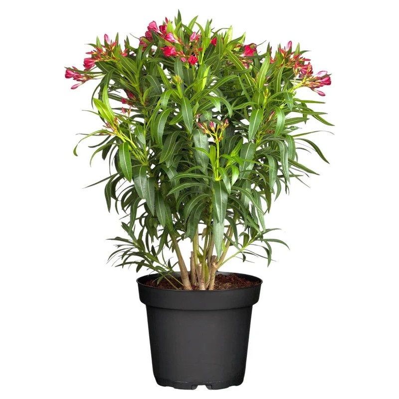 Oleander-Duo