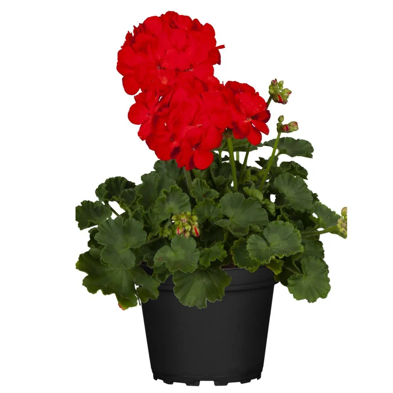 Balkonblumen "Geranienpracht"