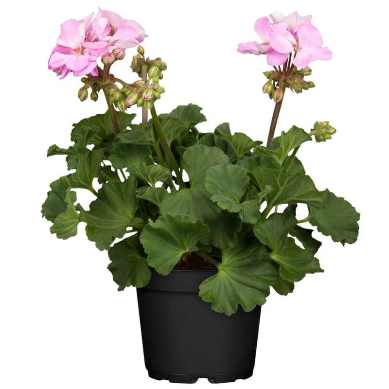 Balkonblumen "Geranienpracht"
