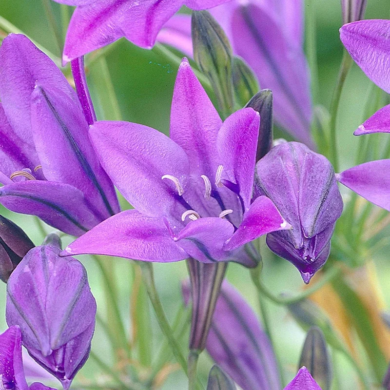 Triteleie 'Queen Fabiola' (x100)