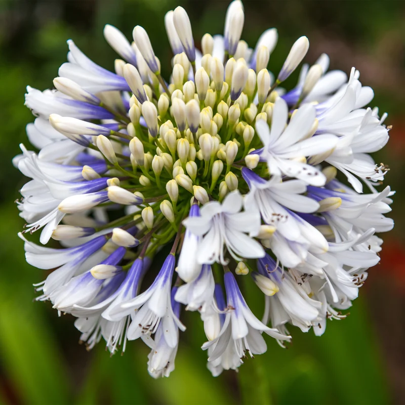 Schmucklilie ‘Queen Mum’