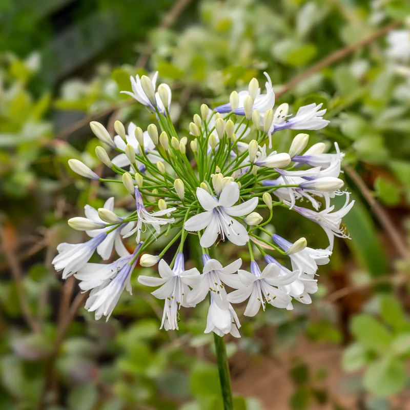 Schmucklilie ‘Queen Mum’