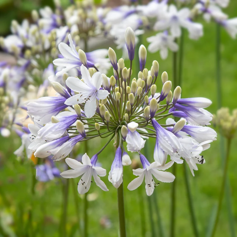 Schmucklilie ‘Queen Mum’