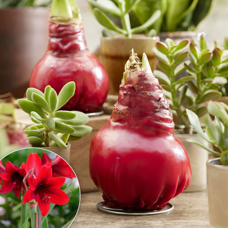 Wachs Amaryllis Gloss X Mas Red